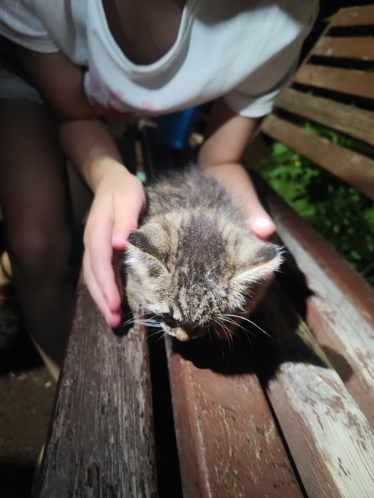 Котёнок в добрые руки