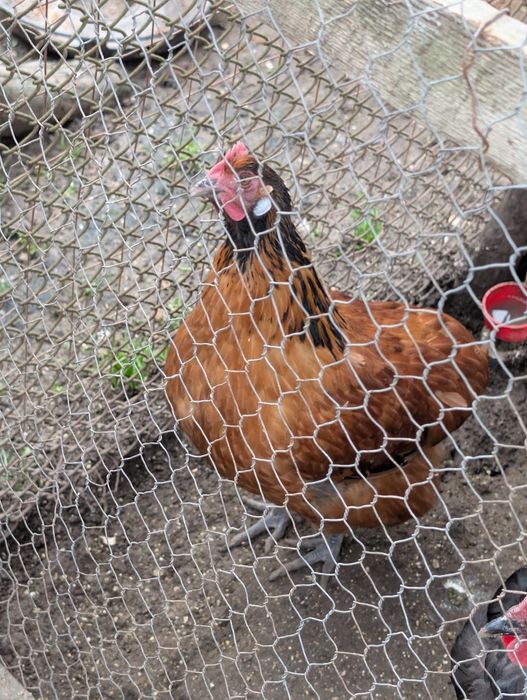 Familie găini de rasa vorverk cocosi combatant uriaș pita pinta