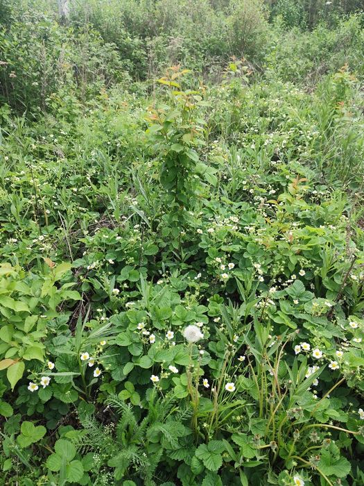 Продам срочно Дачу 17 маршрут 6 общество