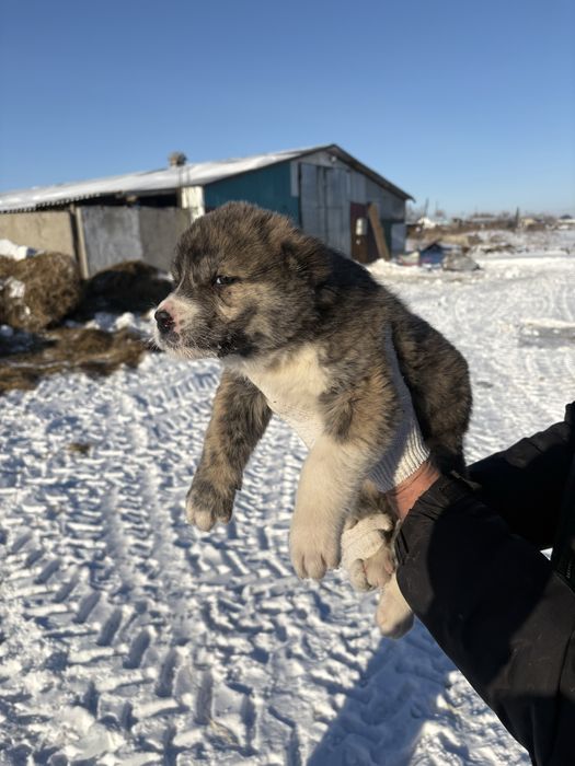 Щенки алабай среднеазиатская овчарка