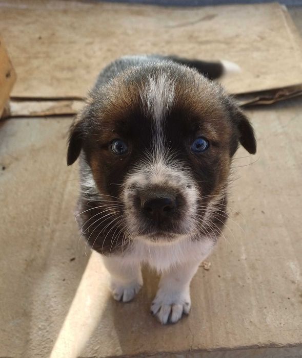 Подарявам кученца