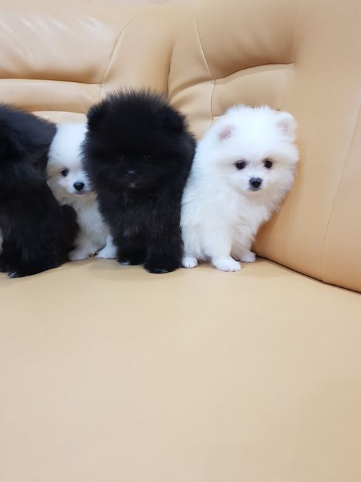 Померан померани Гр. София