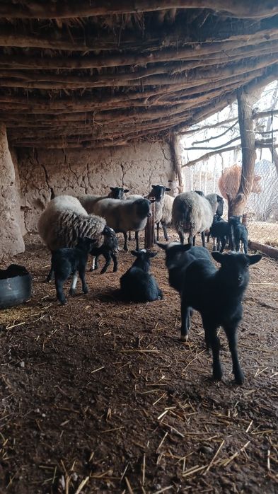 Романов куйлари сотилади