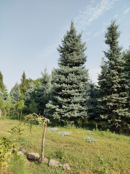 Продам голубые ели сортовые