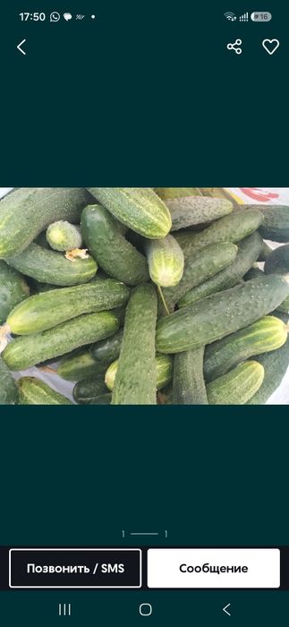 Продам огурцы домашние
