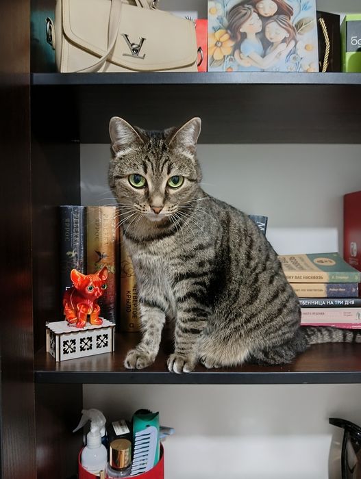 Кошка в добрые руки