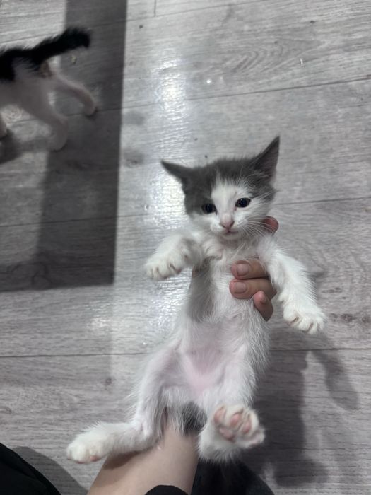 Котята девочки отдадим в добрые руки)