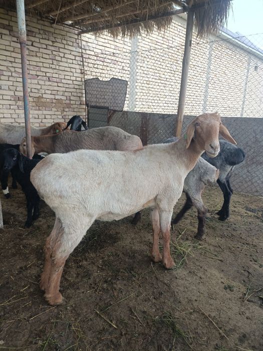 Хисорини тозаси сариги Гиганти сотилади