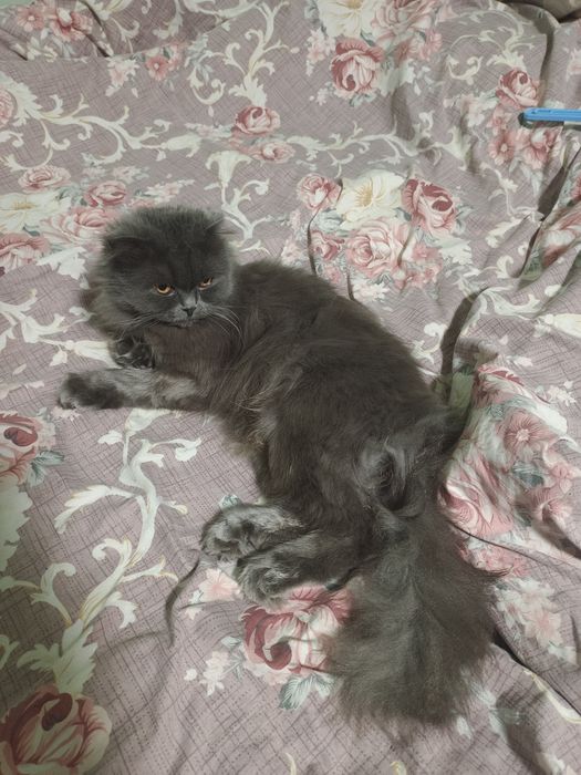 Кошка хайленд девушка