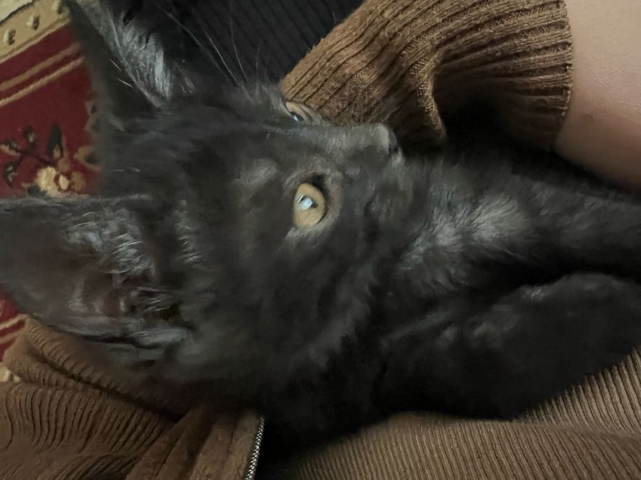 Qora mushik sotiladi toza