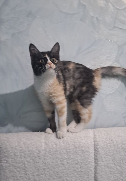 Котенок в добрые руки