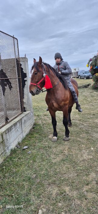 Vand armasar de 3 ani