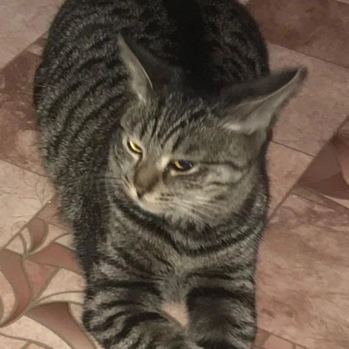 Ищу кота ему год