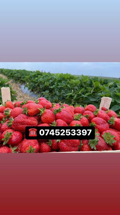 Capsuni stoloni productie tot timpul anului ,albion, alba