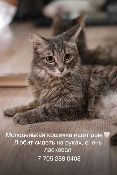 Отдам кошечку в заботливые руки