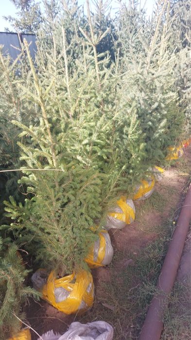 Продаже Ели в ассортименте