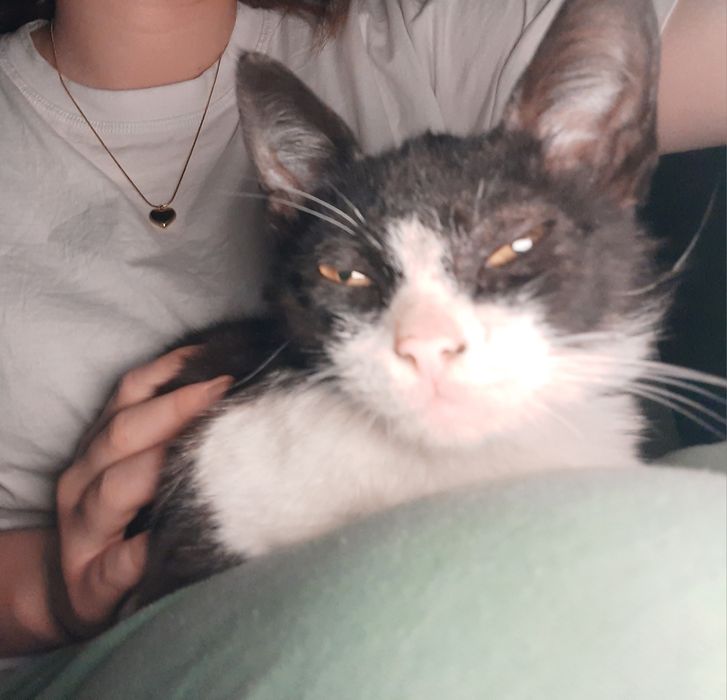 Котенок девочка бесплатно