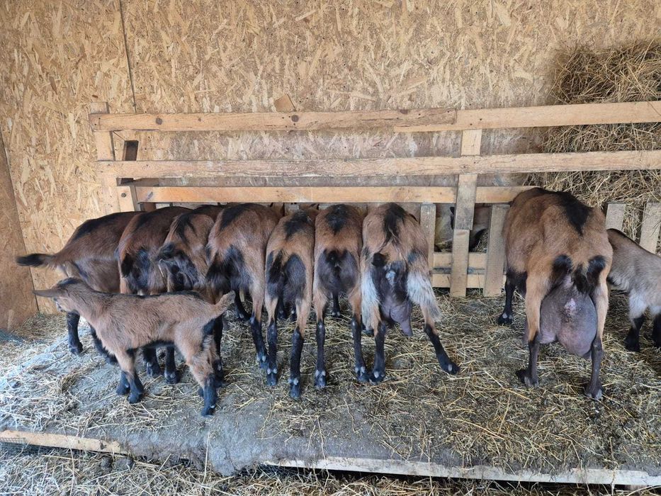 Capre Alpina Franceză – vând tot efectivul