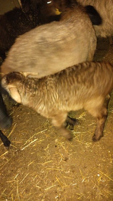 Қозыл қойлар сатылымда