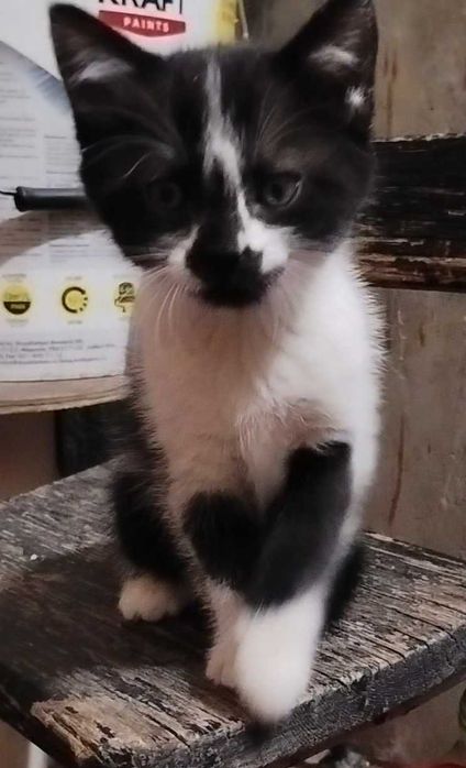 Подарявам котенца
