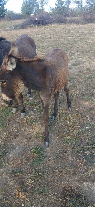 Măgăruș in vârsta de 6 luni