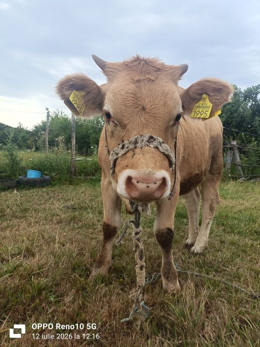 Vând vitea Băltată Românească