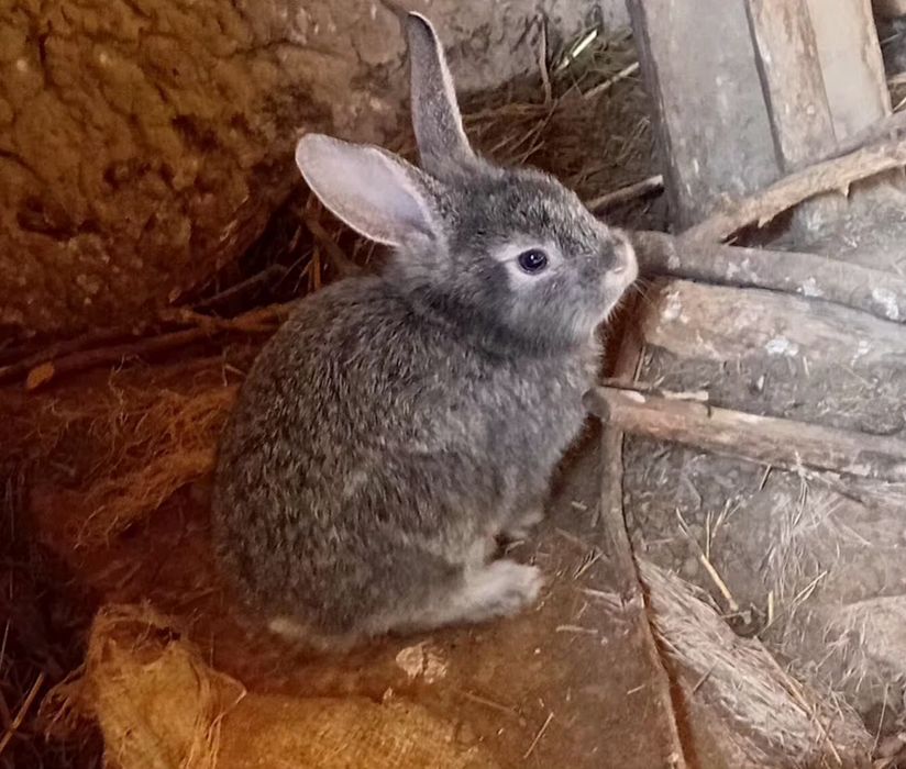 Damashniy quyon bolalari