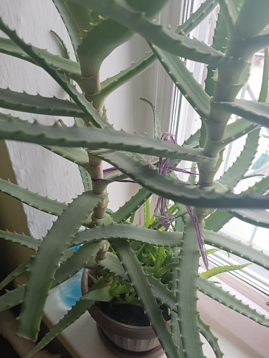 Алое лечебный 5 лет