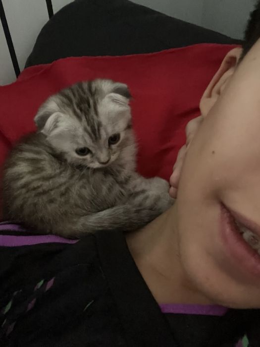 Котёнок, девочка, 2 месяца