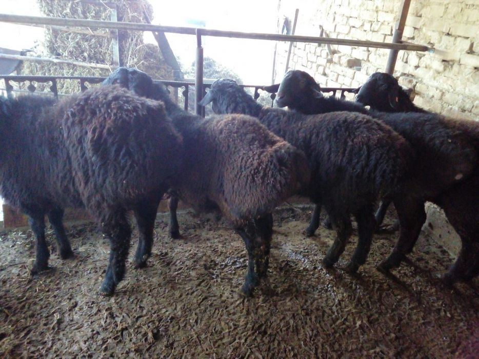 Qassob qassob  Toshkent