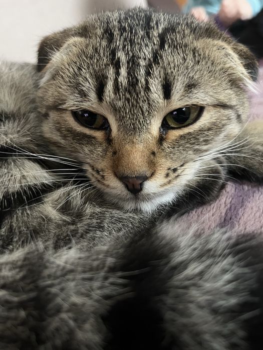 Кошечка 6 месяцев