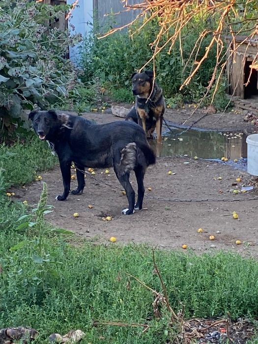 Ищем дом собачулям