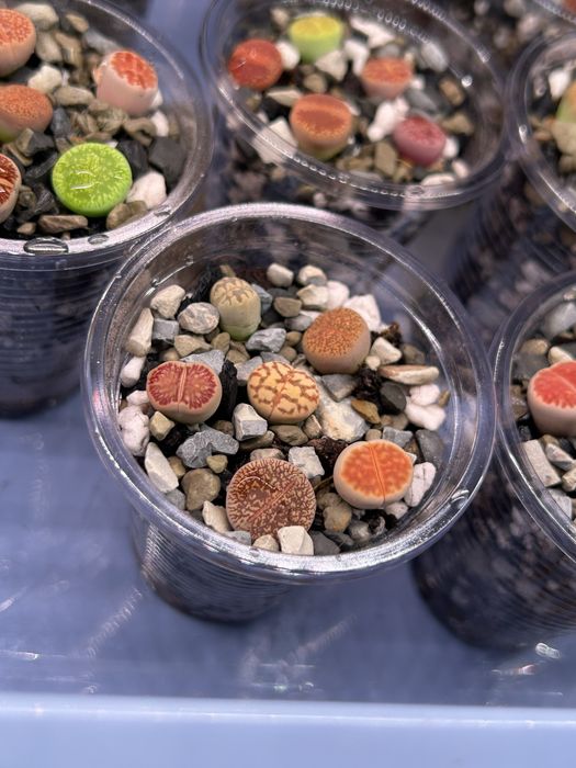 Литопсы - живые камни