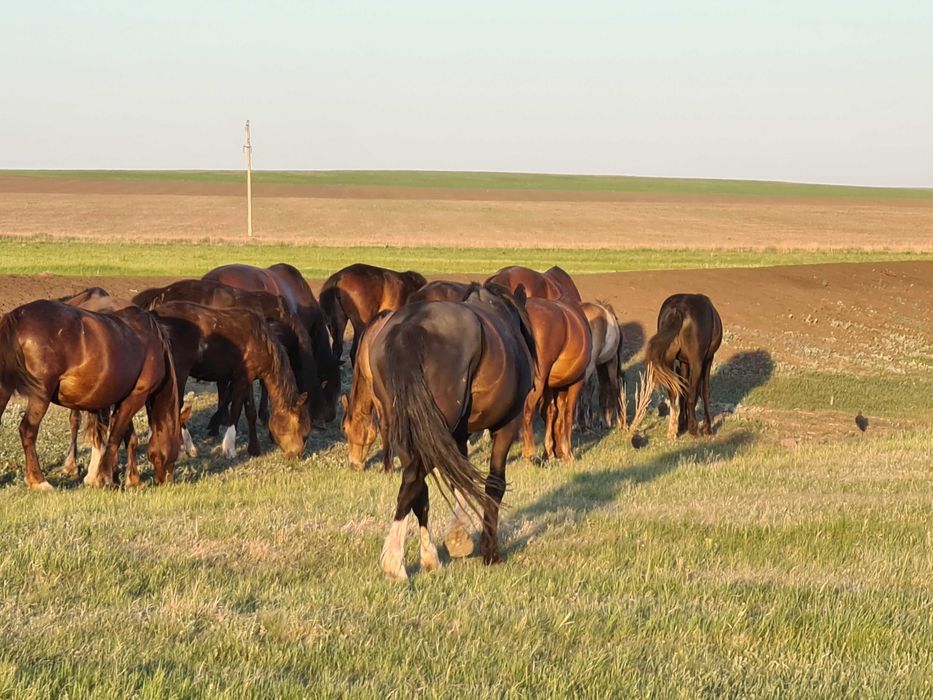 Продам жеребца по клички "Красавчик"