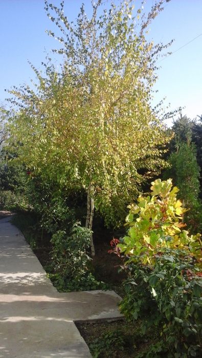 Декоративные растения-мамонтово дерево, кедры и ели.