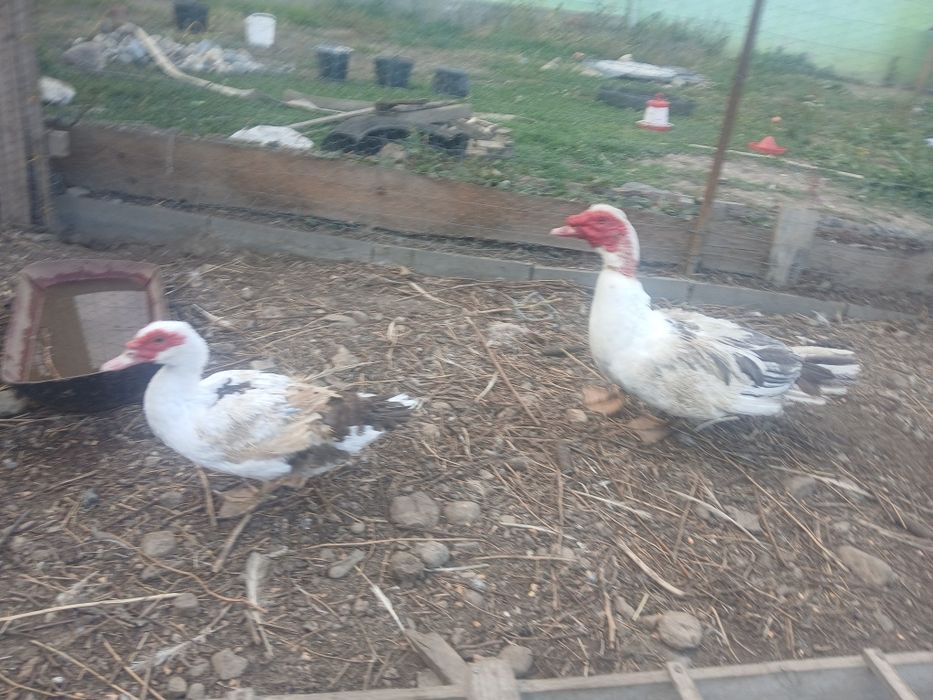Vand pereche rațe,sau schimb cu gaini de casa.