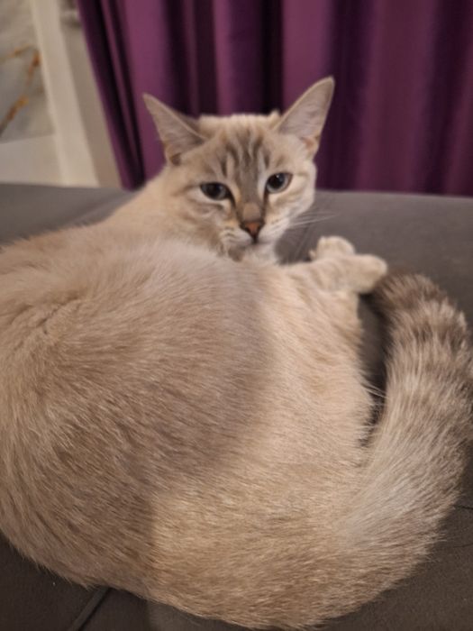 Отдам котенка в хорошие руки