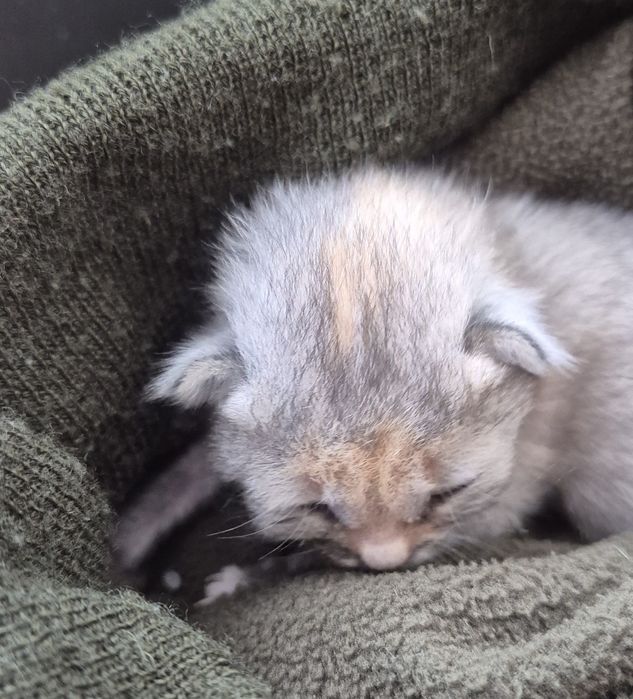 Котенок в хорошие руки