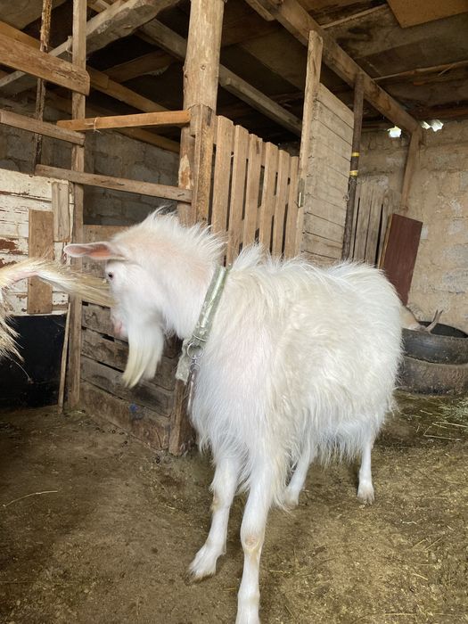 Теке сатылады 1 жасар