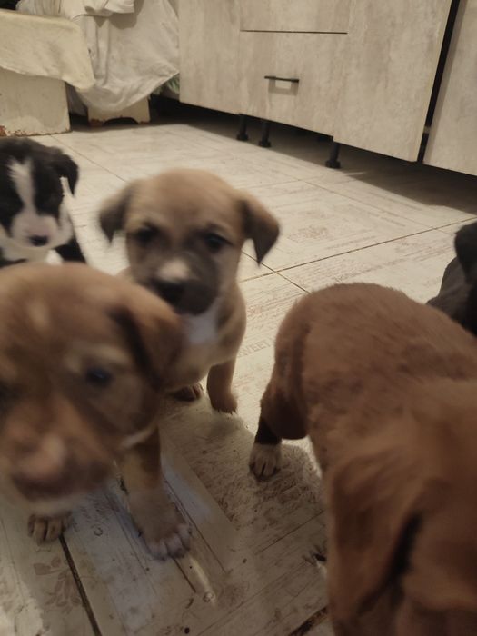 Щенки , бесплатно