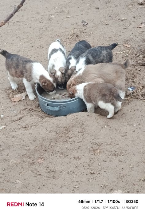 Alabay kuchukchalari