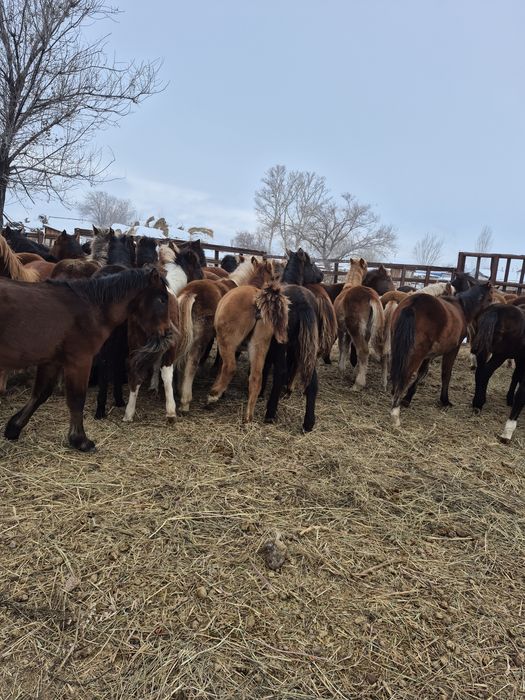 100 бас жабағы сатылады