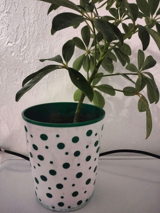 Шеффлера комнатное растение