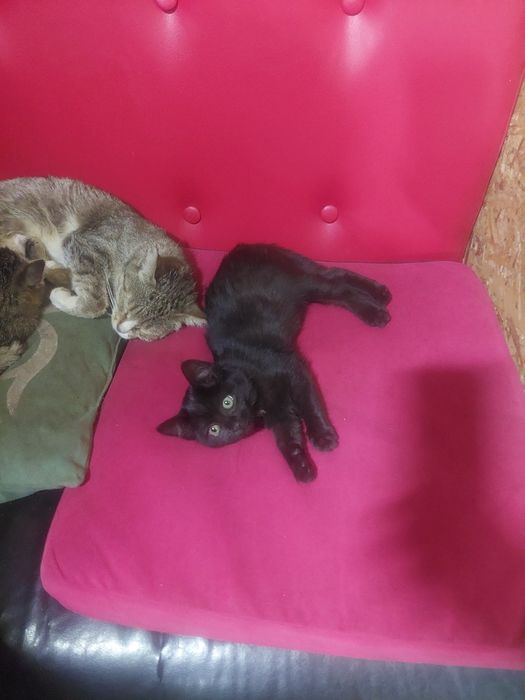 Котёнок девушка красивый