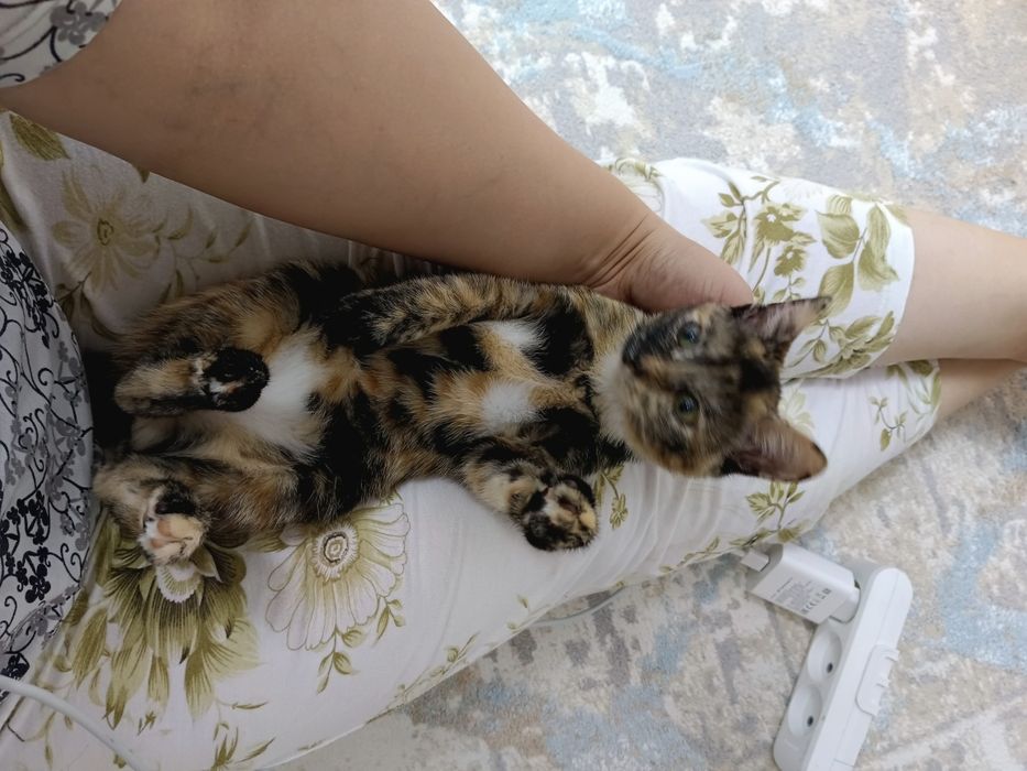 Котенок бесплатно