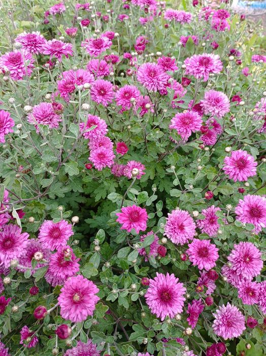 Продам дачу на правом берегу