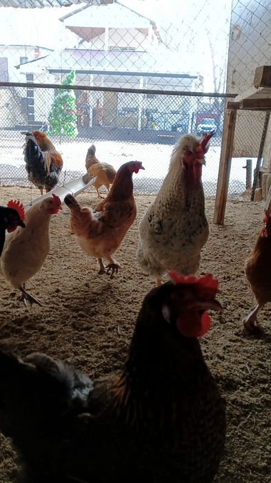 Инкубационное яйцо