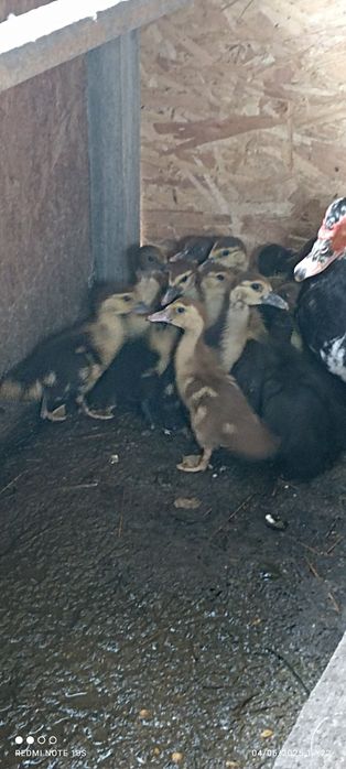 Oua gâște crețe, colos, Toulouse si  oua rate mute hibride se oua toat