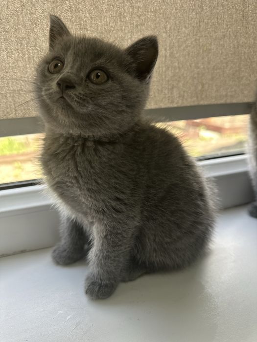Продам породистого котенка