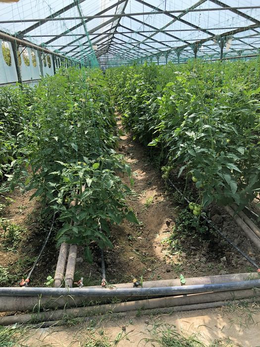 Тепличный комплекс